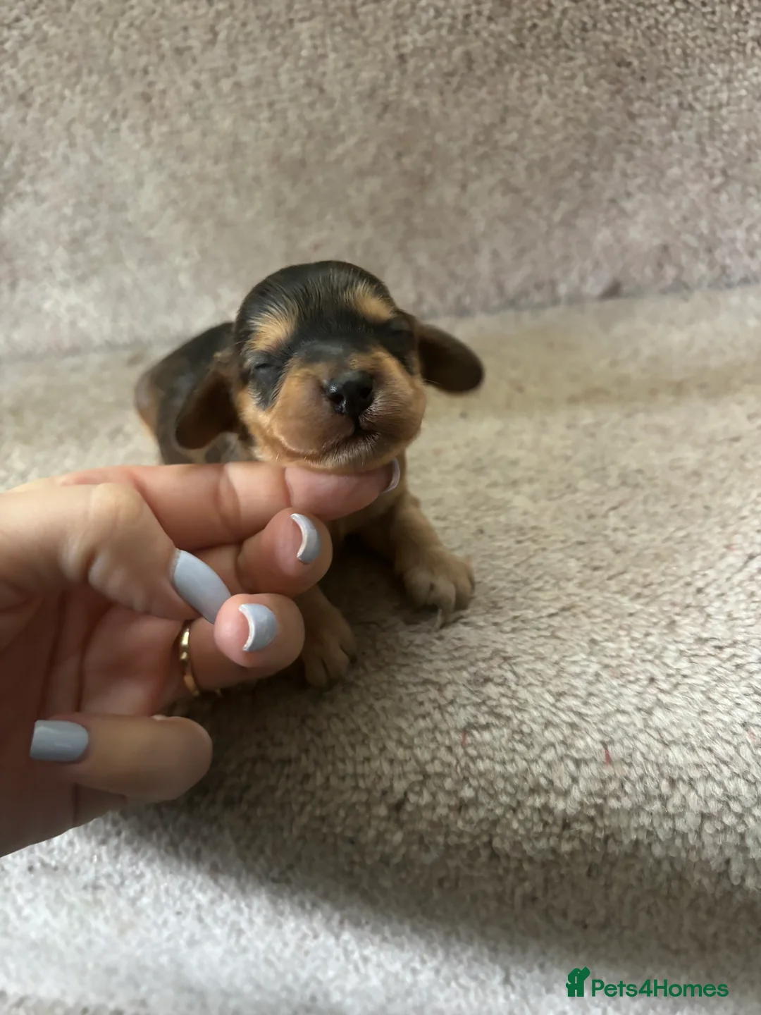 Cockapoo dogs for sale: All puppies have been reserved   - Advert 2