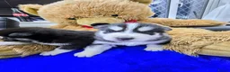 Shepsky dogs for sale: The new generation has arrived 🙌  - Advert 13