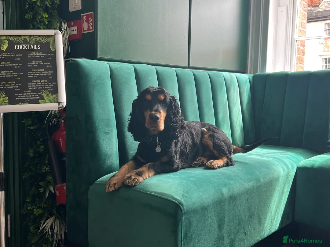 Cocker Spaniel dogs for sale: Beautiful Boy looking for forever home - Advert 6