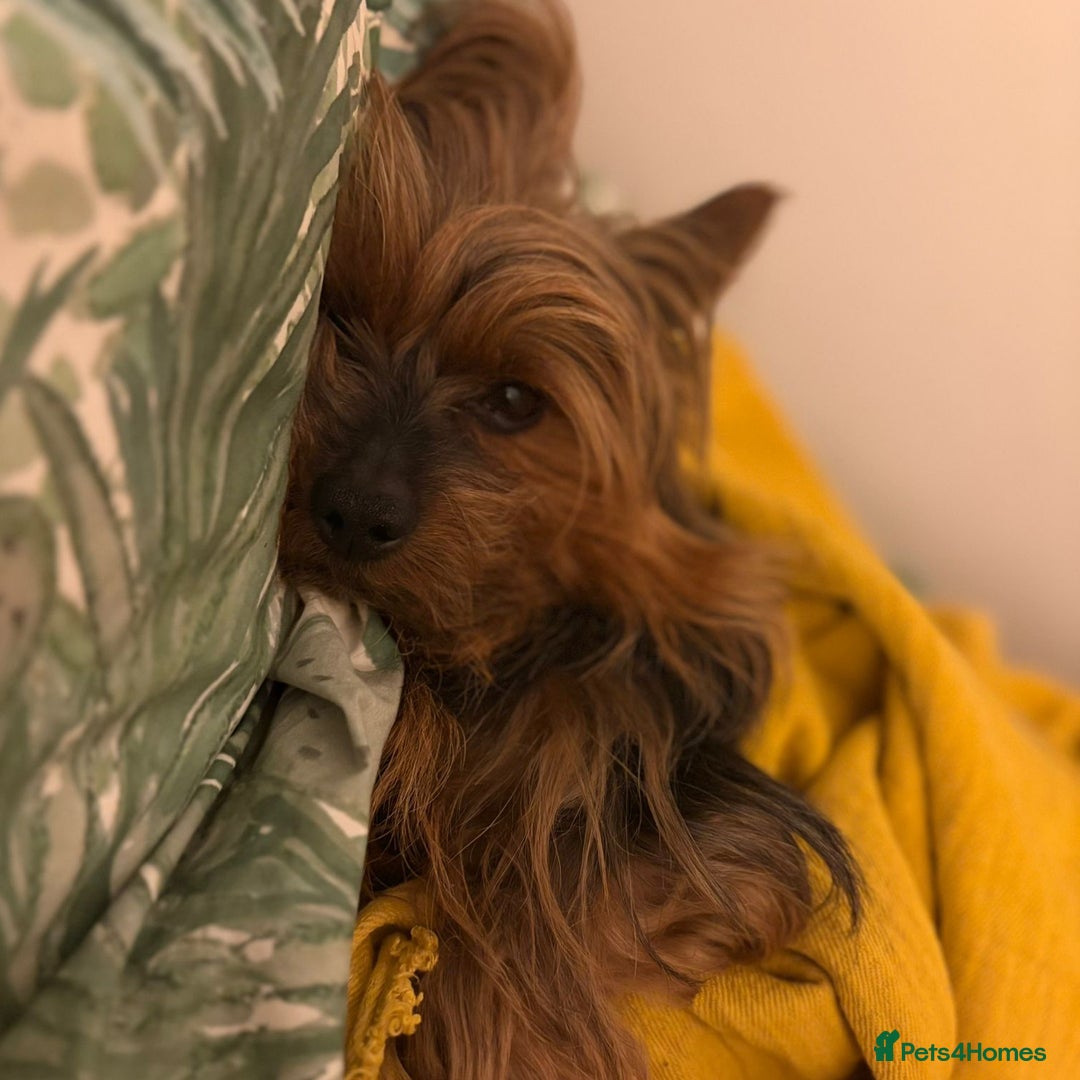 Yorkshire Terrier dogs for stud: Jeff the Yorkie looking for love (stud) - Advert 8