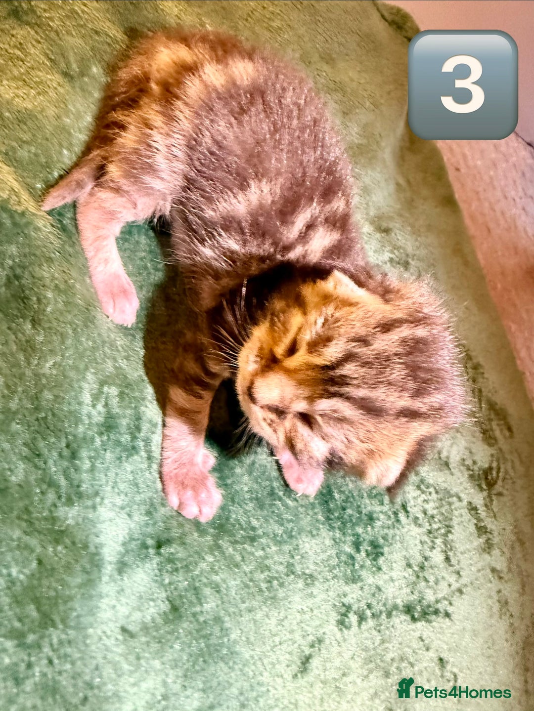 Maine Coon cats for sale: Gorgeous Fluffy Maine Coon Kittens  - Advert 10