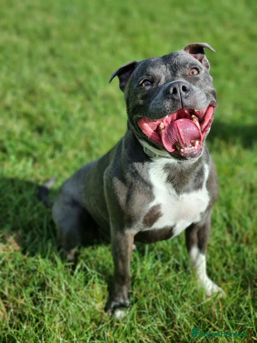 Staffordshire Bull Terrier dogs for stud: Proven Staffordshire Bull Terrier for stud in Farnborough - Advert 6
