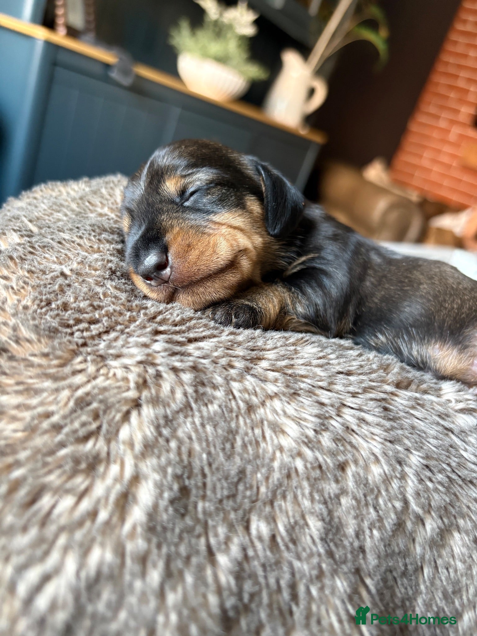 Dachshund dogs ✨Health tested, KC reg true standard wirehairs✨  - Advert 1
