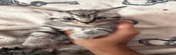 Egyptian Mau cats for sale: beautiful egyptian Mau kittens  in Chelmsford - Advert 11