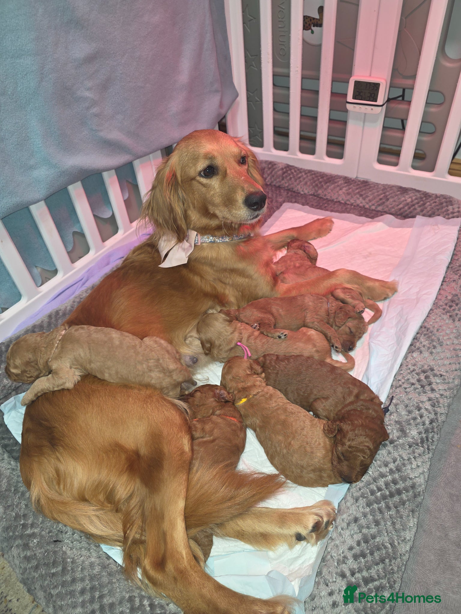 Mini Goldendoodle dogs for sale: Mini F1B Goldendoodles in Ballymoney - Advert 12