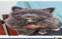 Pomeranian dogs for sale: Pomerianian  - Image 2