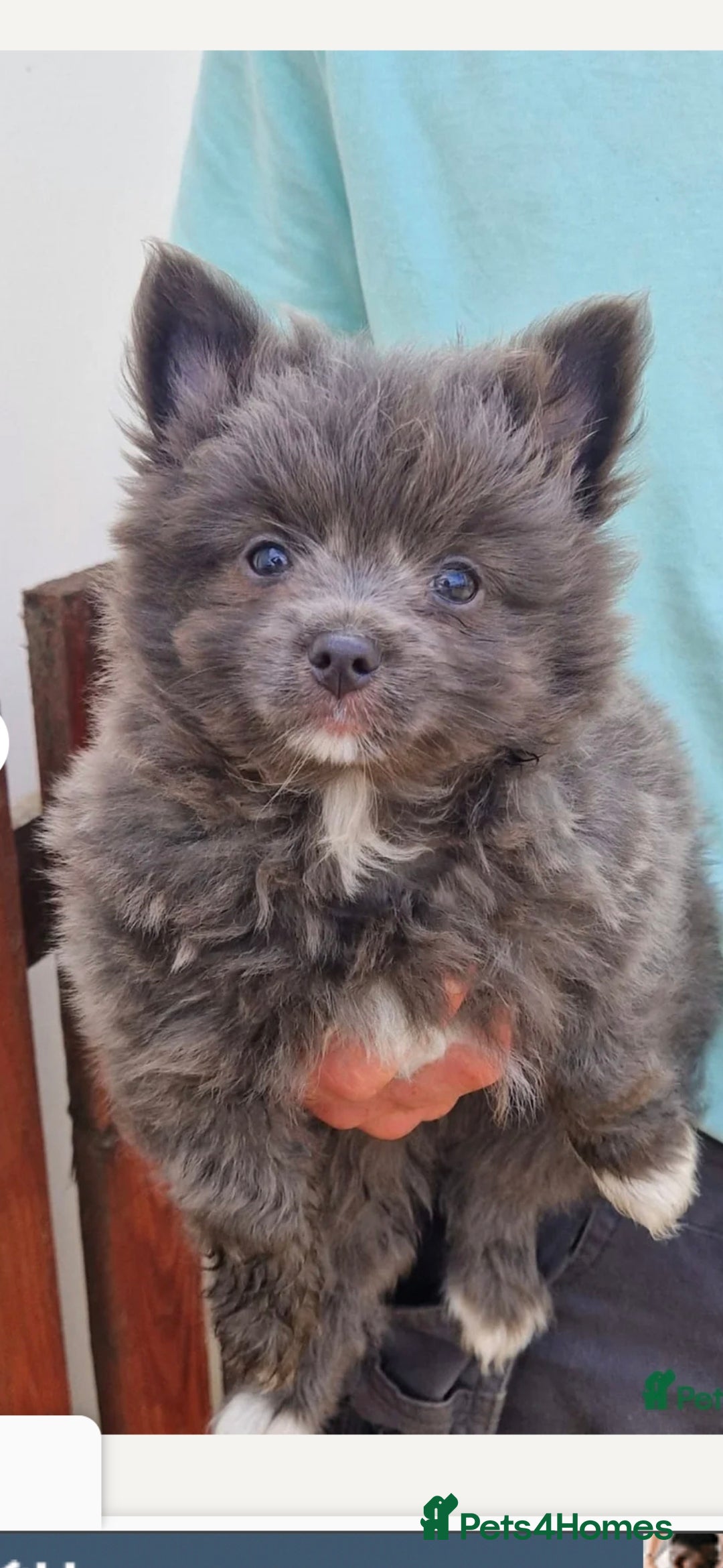 Pomeranian dogs for sale: Pomerianian  - Image 2