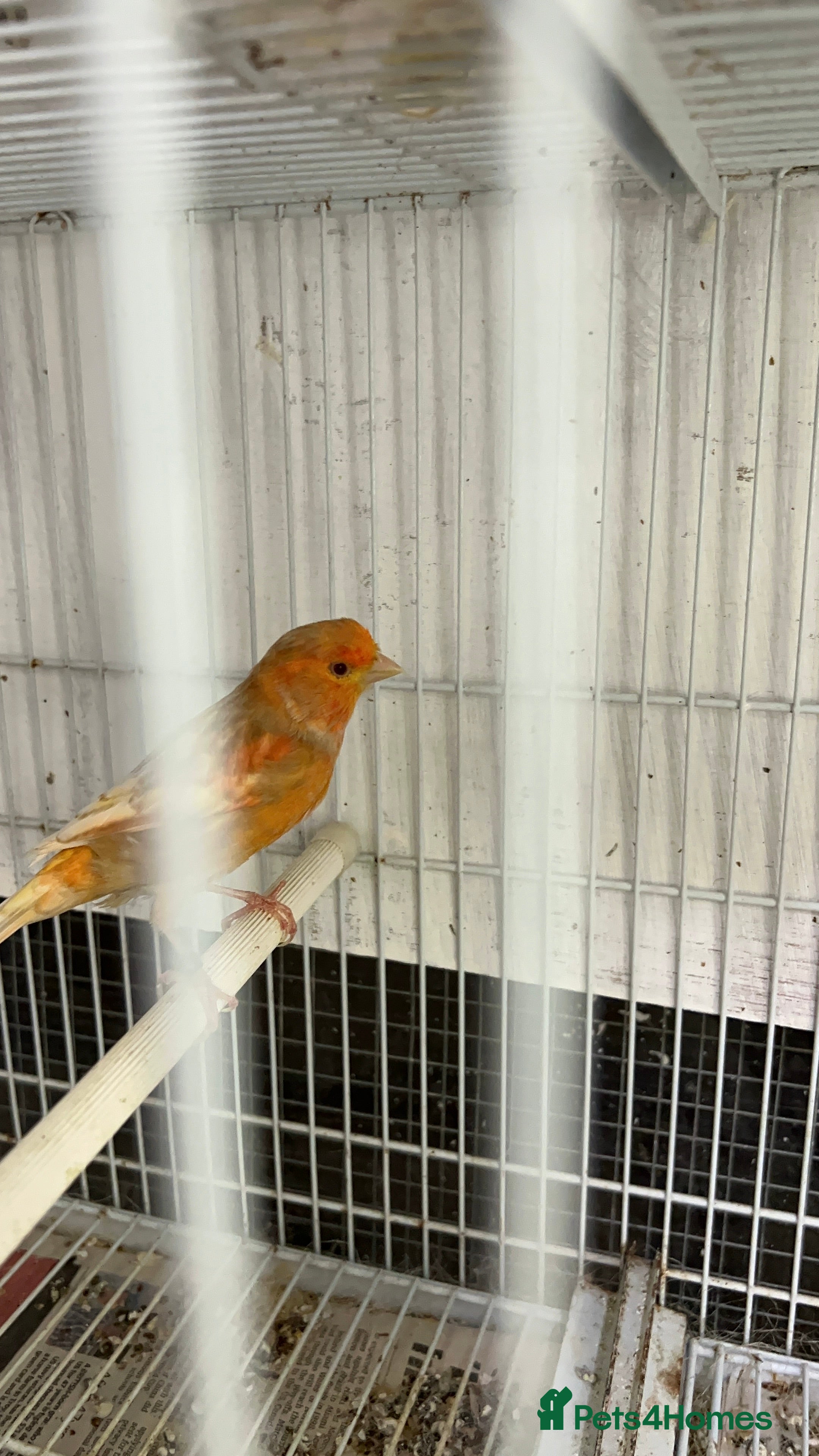 Canaries birds Canaries for sale  - Advert 5