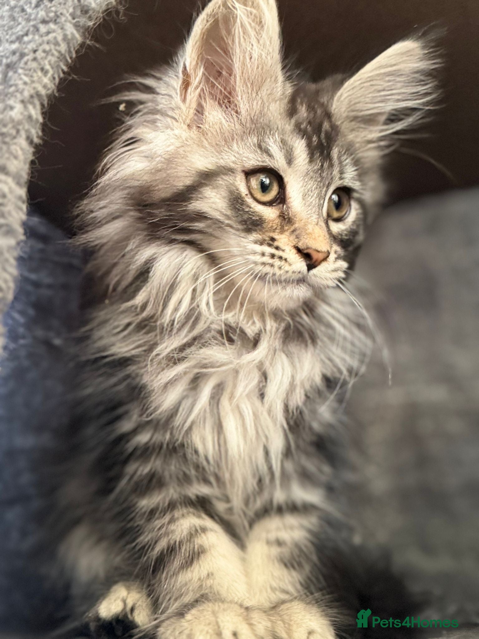 Maine Coon cats Maine coon kittens TICA - Advert 1