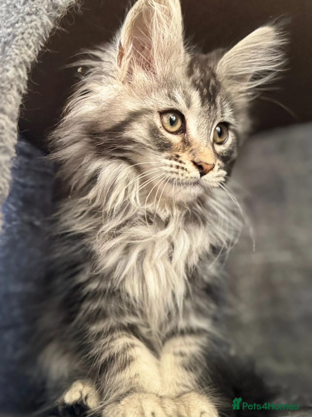 Maine Coon cats for sale: Maine coon kittens TICA - Advert 1