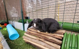 Mini Lop rabbits for sale: Beautiful Mini Lops - READY TO LEAVE  - Image 25