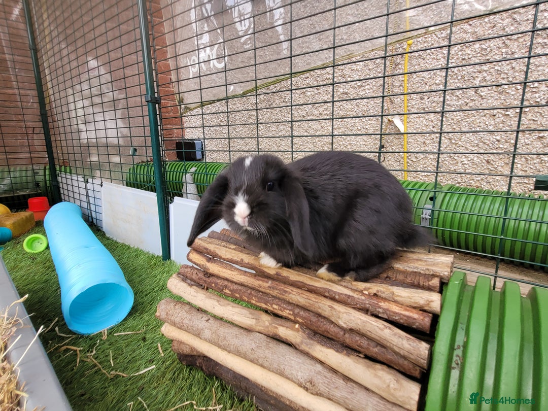 Mini Lop rabbits for sale: Beautiful Mini Lops - READY TO LEAVE  - Image 25