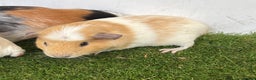 Guinea Pig rodents for sale: Female baby guinea pigs  - Advert 2