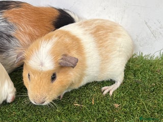 Guinea Pig rodents Female baby guinea pigs - Advert 9
