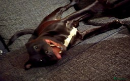 Staffordshire Bull Terrier dogs for stud: Staffordshire bull terrior - Image 8