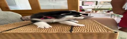 Siberian Husky dogs for sale: Adorable Siberian huskies  in Saint Helens - Advert 7
