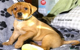 Labrador Retriever dogs for sale: Fox red labrador pups ready now - Image 3