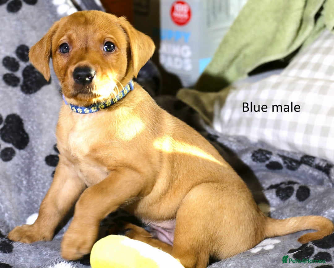 Labrador Retriever dogs for sale: Fox red labrador pups ready now - Image 3