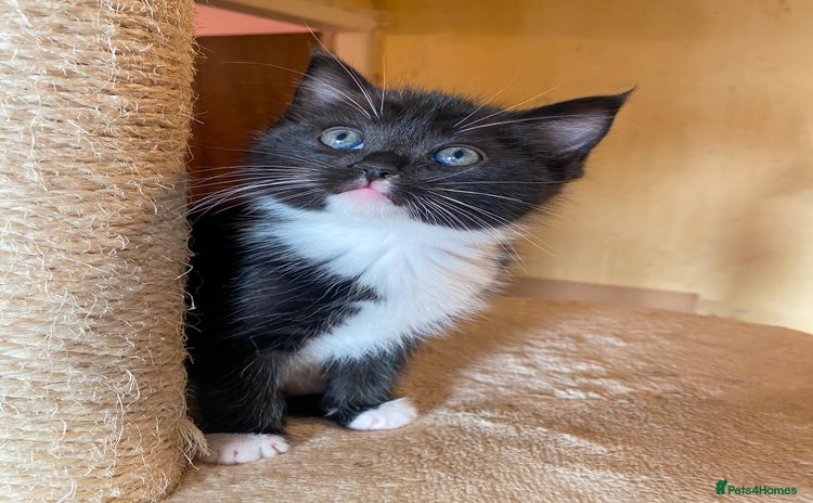 Ragdoll cats - Advert 13