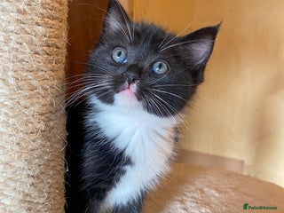 Ragdoll cats - Advert 7