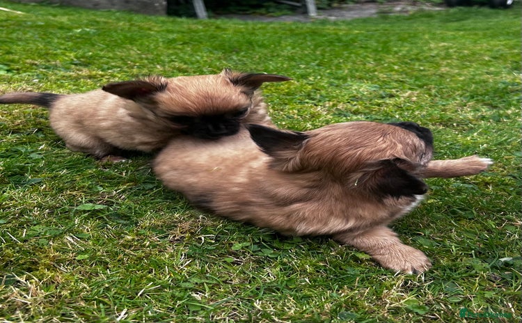 Chihuahua dogs - Advert 1