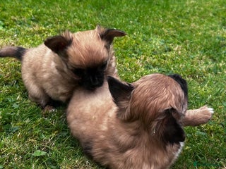 Chihuahua dogs - Advert 23