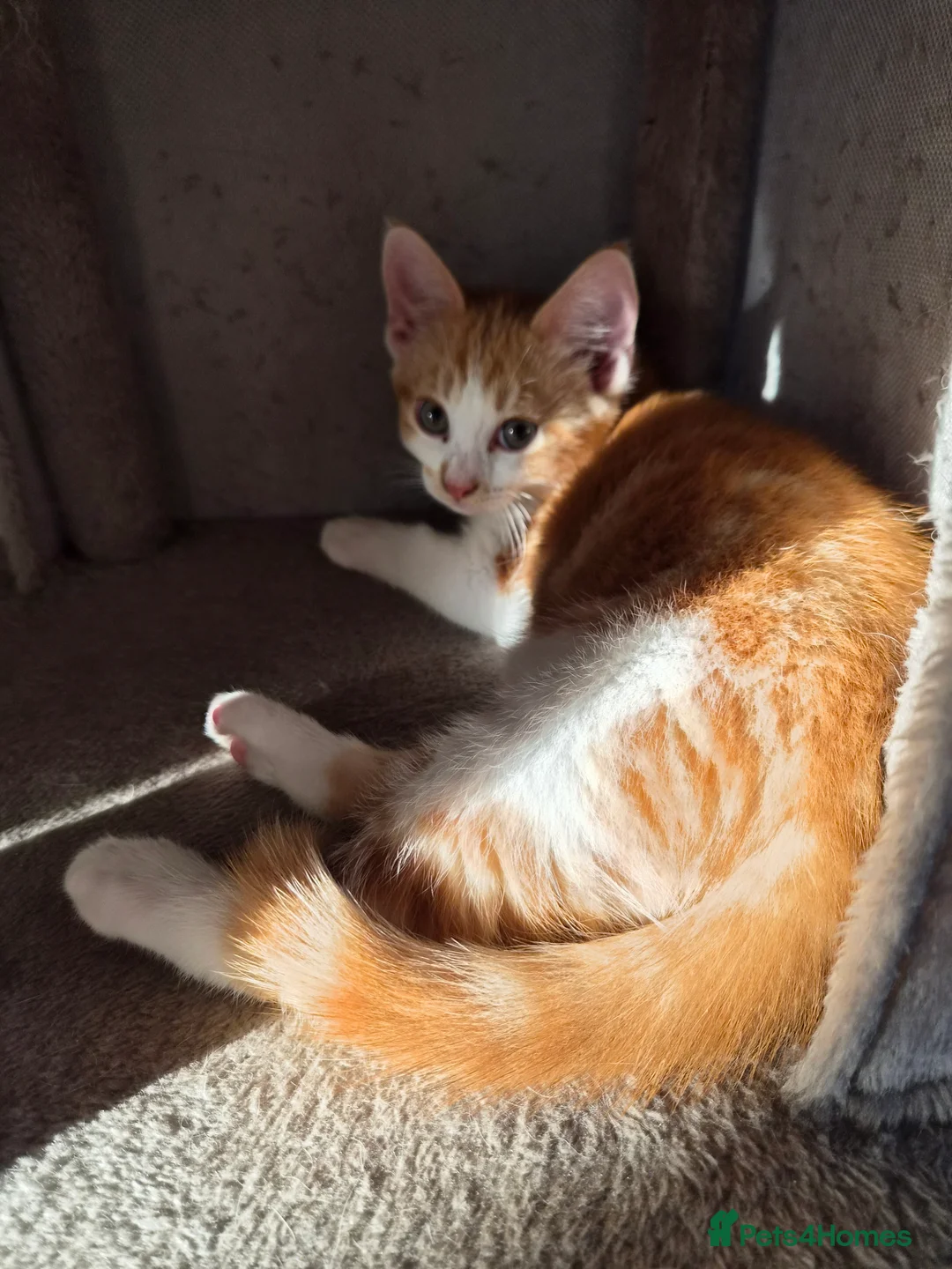 British Shorthair cats for sale: Kitten  - Advert 2