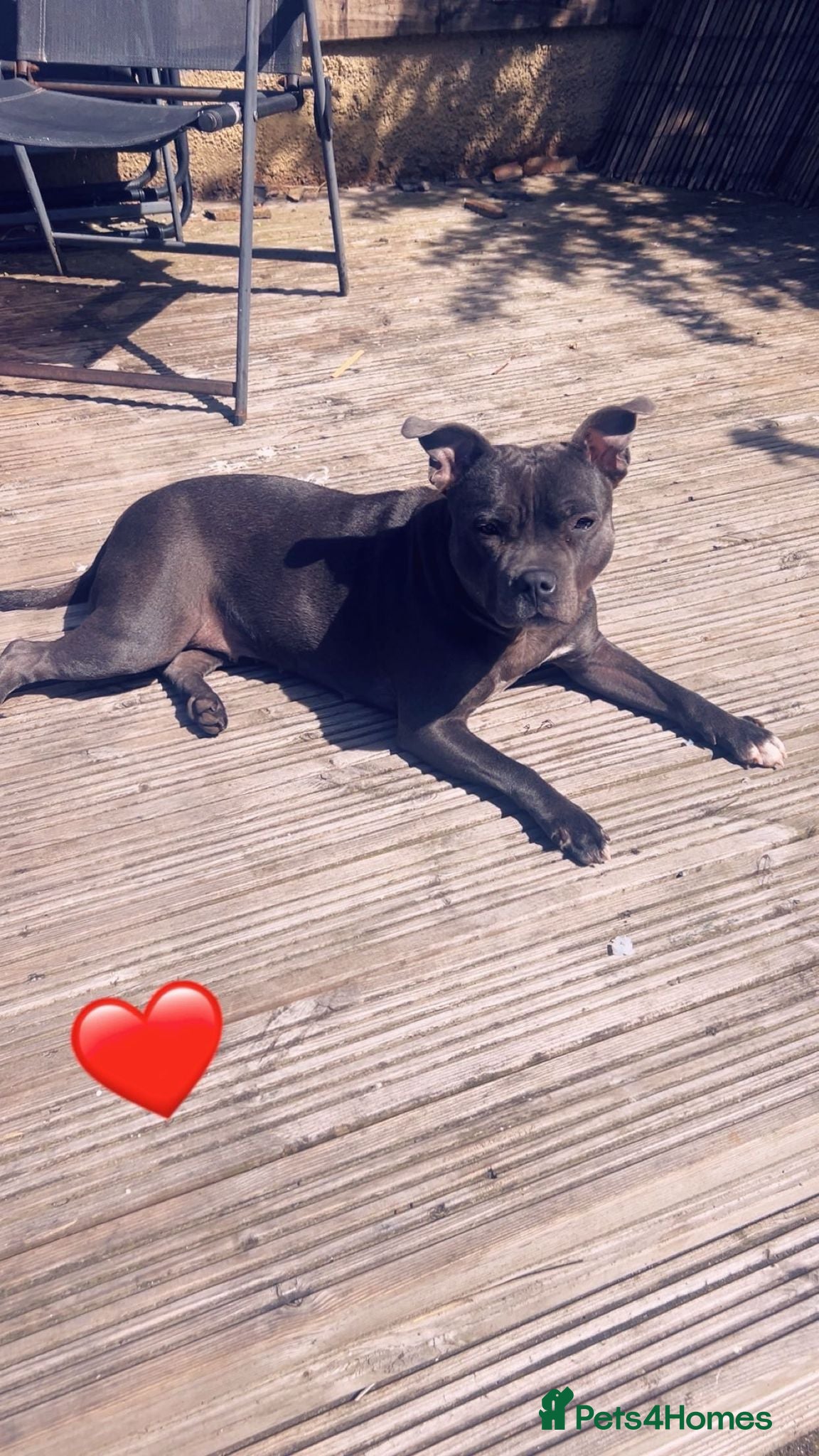 Staffordshire Bull Terrier dogs Looking for stud staff  in Mauchline - Advert 6