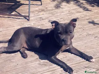 Staffordshire Bull Terrier dogs Looking for stud staff in Mauchline - Advert 2