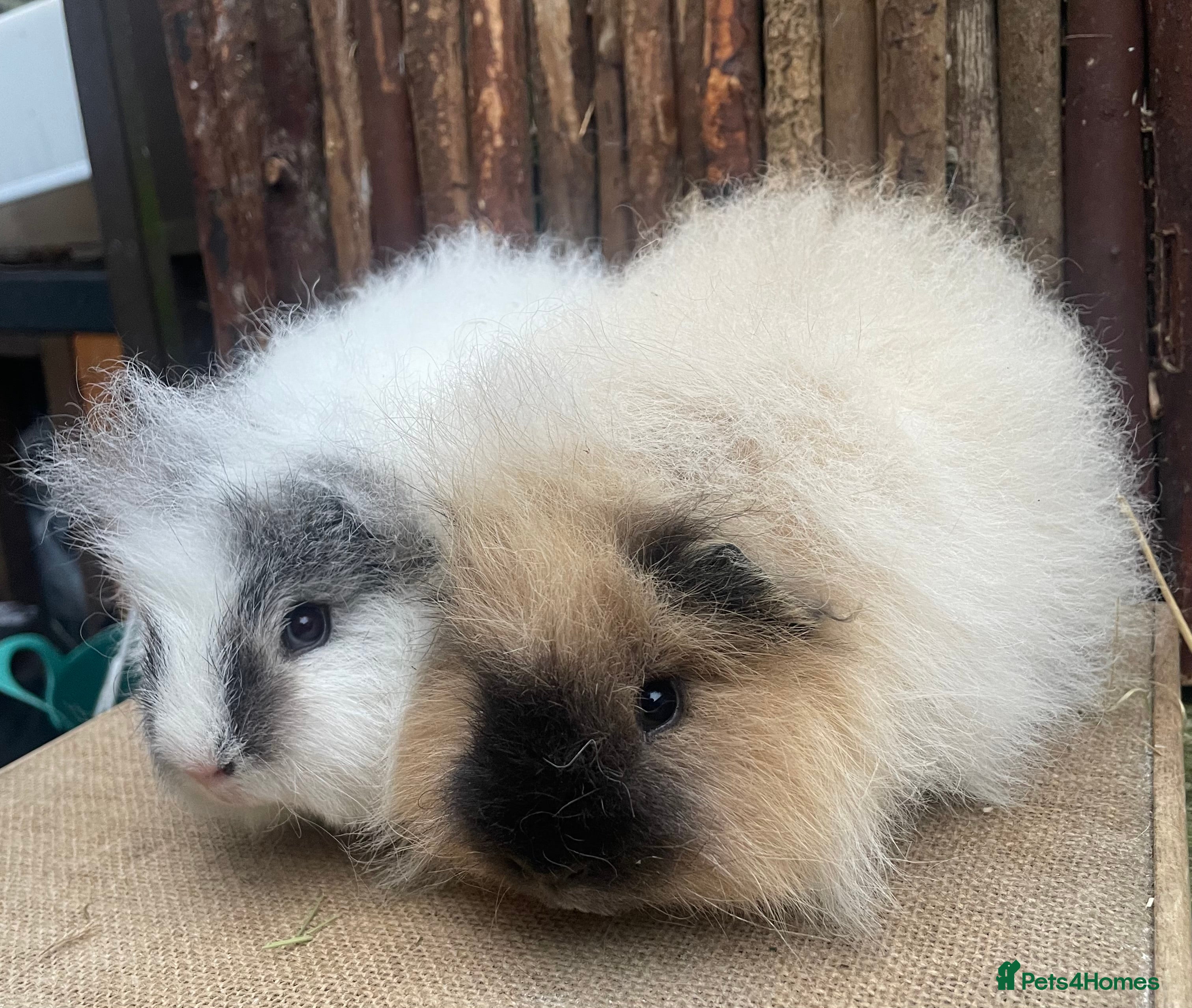 Guinea Pig rodents Gorgeous baby boys - Advert 5