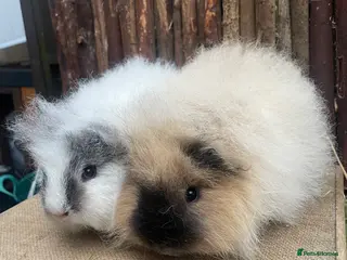 Guinea Pig rodents Gorgeous baby boys - Advert 5