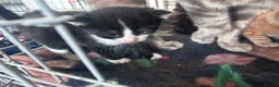 Mixed Breed cats for sale: 11 beautiful kittens for sale.  in Ashton-under-Lyne - Advert 6