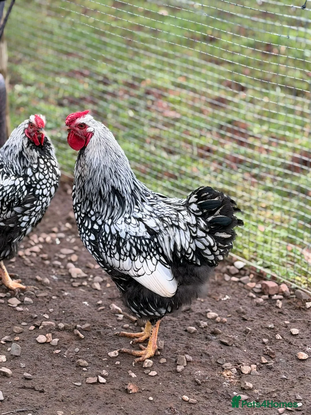 Chickens poultry for sale: Two Beautiful Brother Cockerels Looking for Home - Advert 2