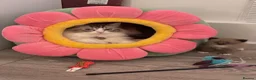 Ragdoll cats for sale: Sweet Ragdoll X Kittens - Advert 9