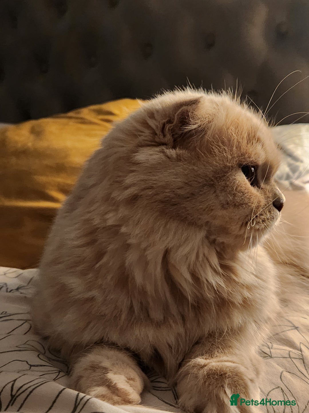 Scottish Fold cats for sale: Scottish Fold Kittens - Advert 7