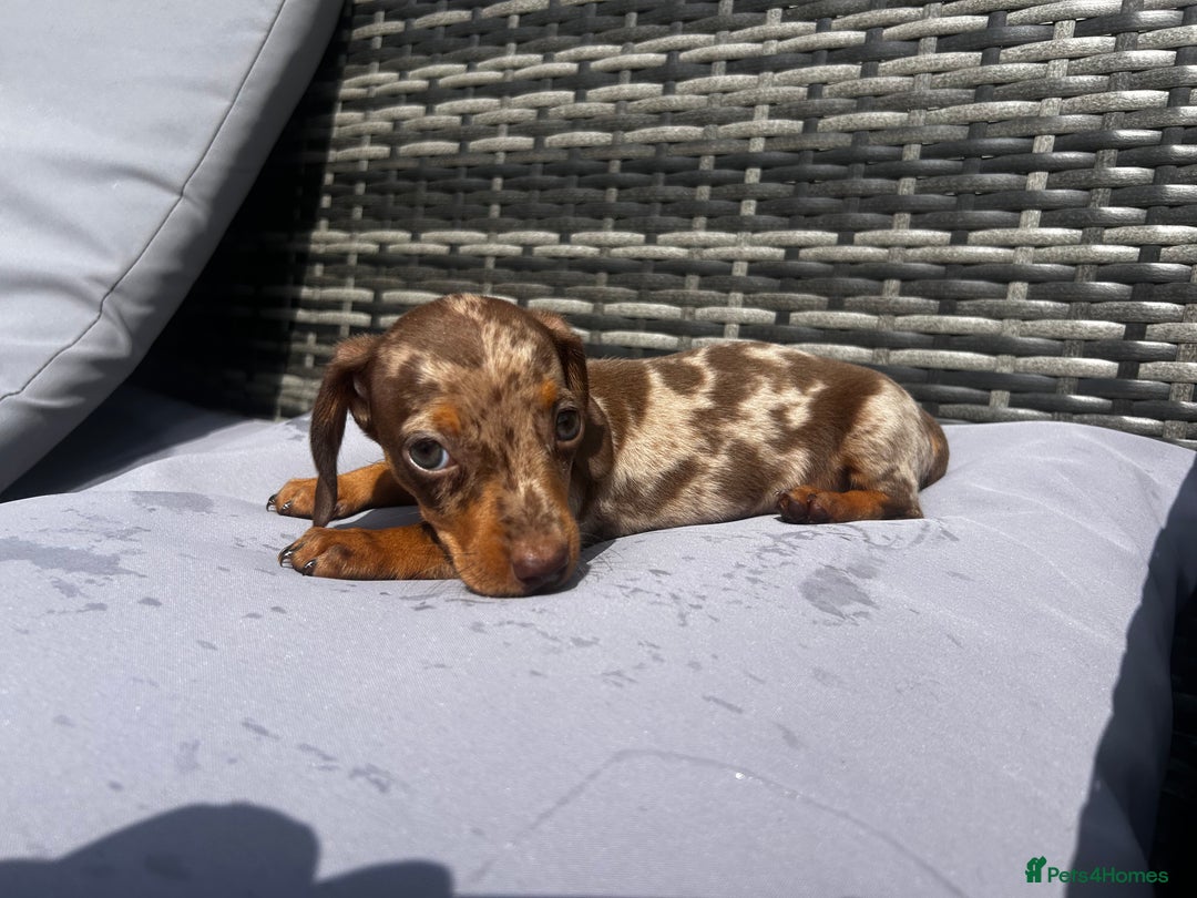 Miniature Dachshund dogs for sale: Miniature dachshund reddy for new homes - Image 4