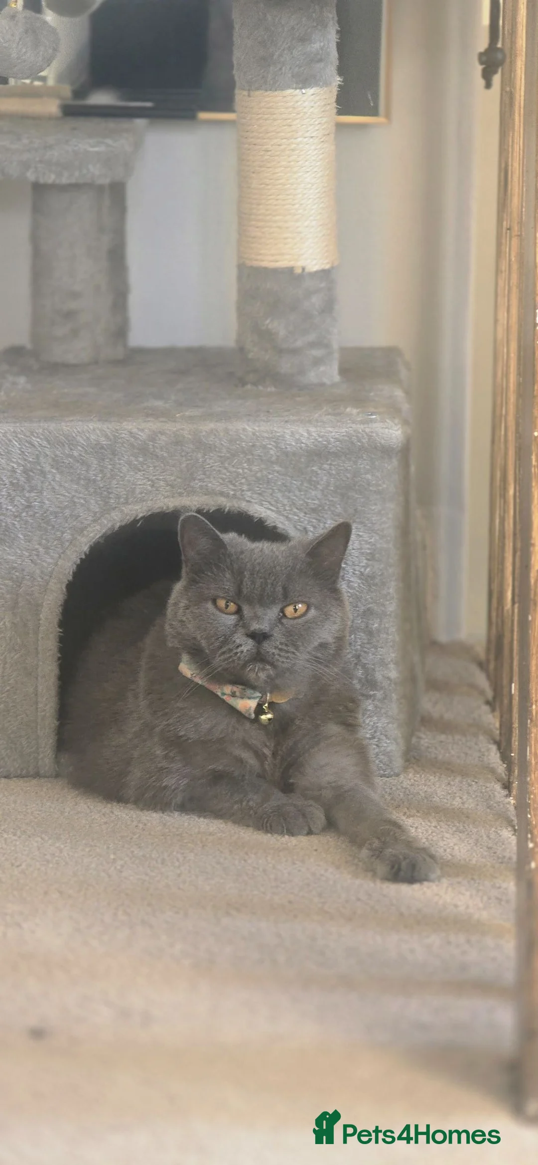 British Shorthair cats for sale: British blue short hair in Warrington - Advert 2