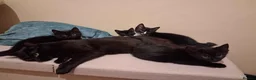 Mixed Breed cats for adoption: ADOPTION: Éclair - Advert 4