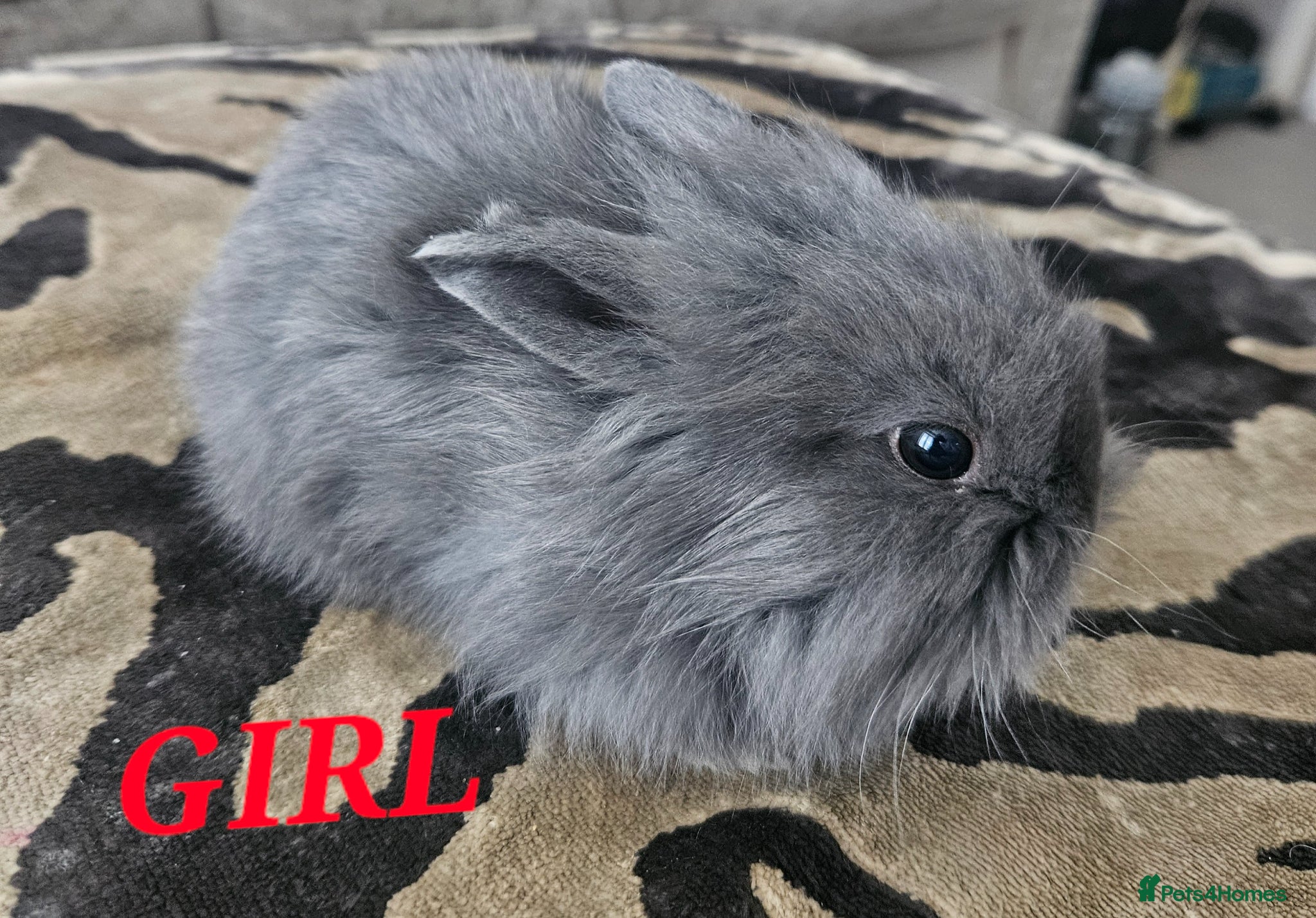 Mini Lion Lop rabbits Mini Lion Lop Kits - Advert 16