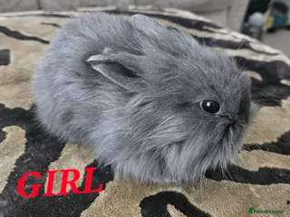 Mini Lion Lop rabbits Mini Lion Lop Kits - Advert 16