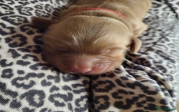 Cockapoo dogs for sale: 🐾 F1bb Red Cockapoo Puppies 🐾 - Advert 8