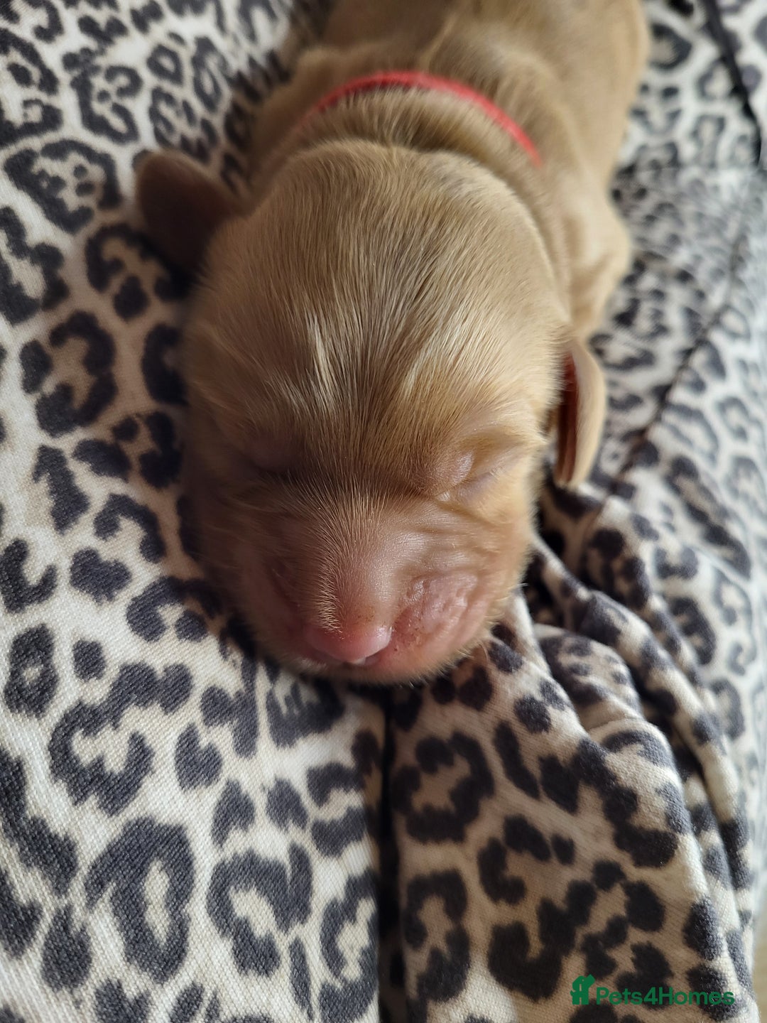 Cockapoo dogs for sale: 🐾 F1bb Red Cockapoo Puppies 🐾 - Advert 8