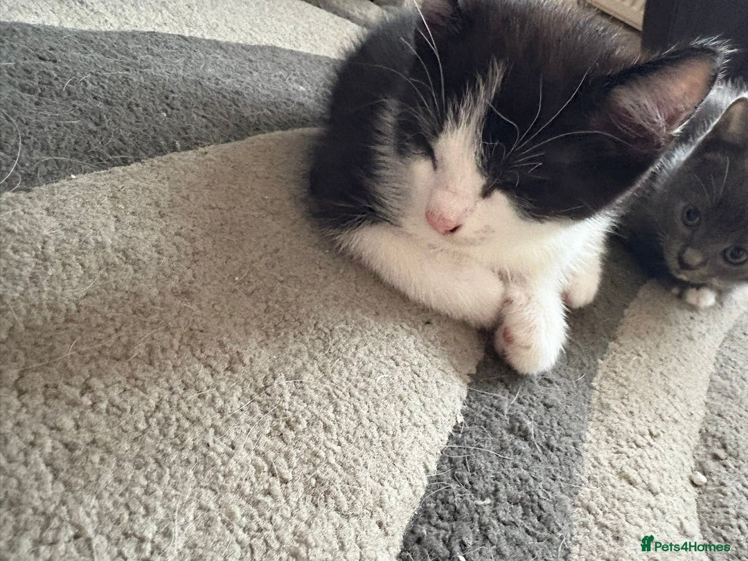 Mixed Breed cats for sale: Gorgeous Half ragdoll kittens - Image 9