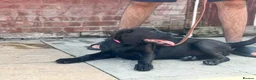 Cane Corso dogs for sale: 1 male 1 female cane  in Romford - Advert 27