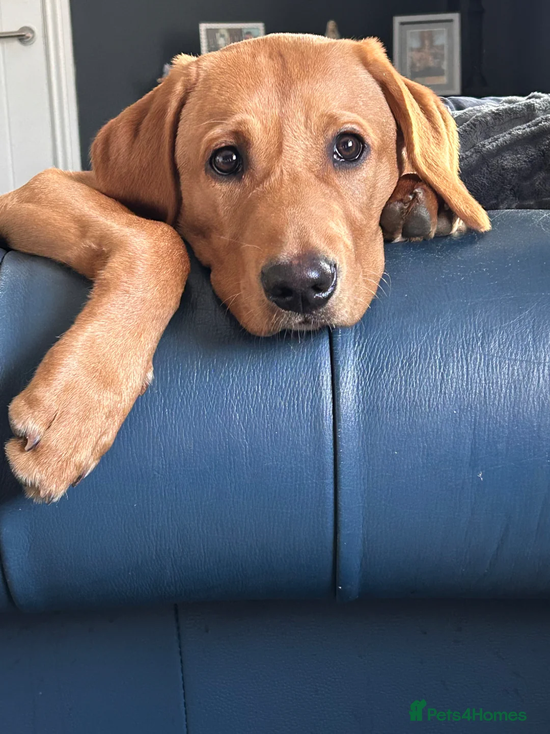 Labrador Retriever dogs for sale: Red fox Labrador  in Hull - Advert 1