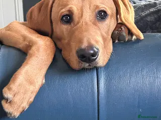 Labrador Retriever dogs Red fox Labrador - Advert 9