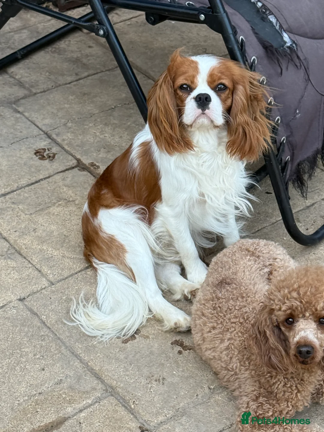 Cavalier King Charles Spaniel dogs for sale: Adult Blenheim cavalier 18 months old entire male. - Advert 2