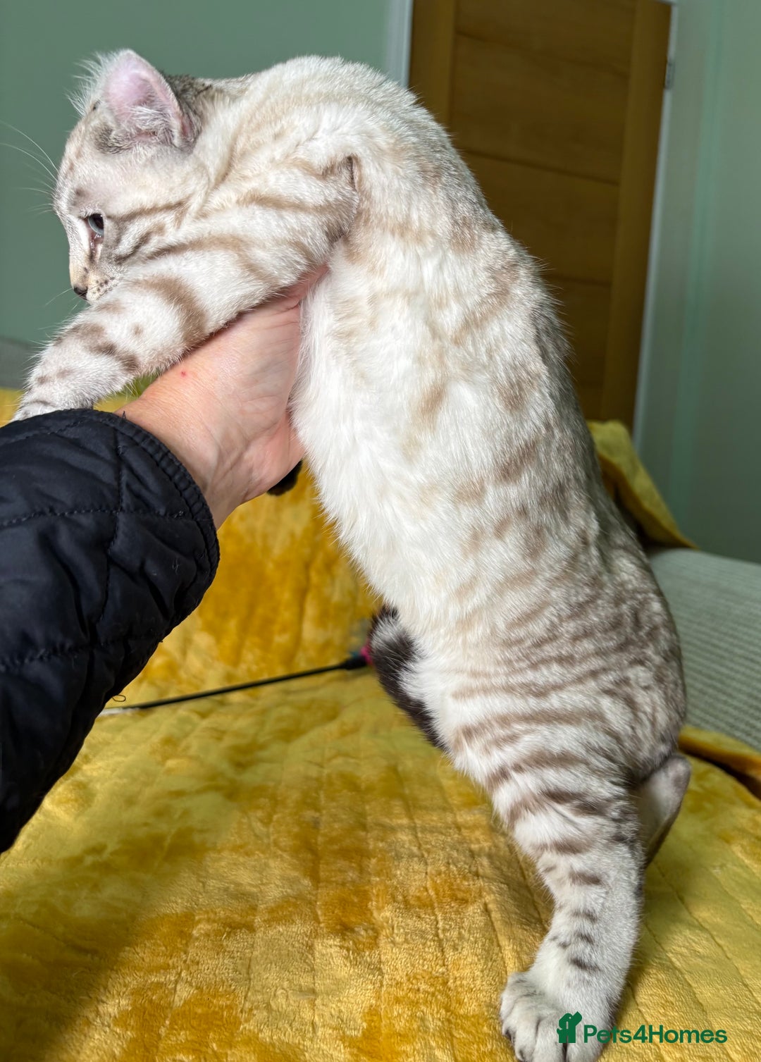 Savannah cats for sale: Breath taking wild looking girl  - Advert 11