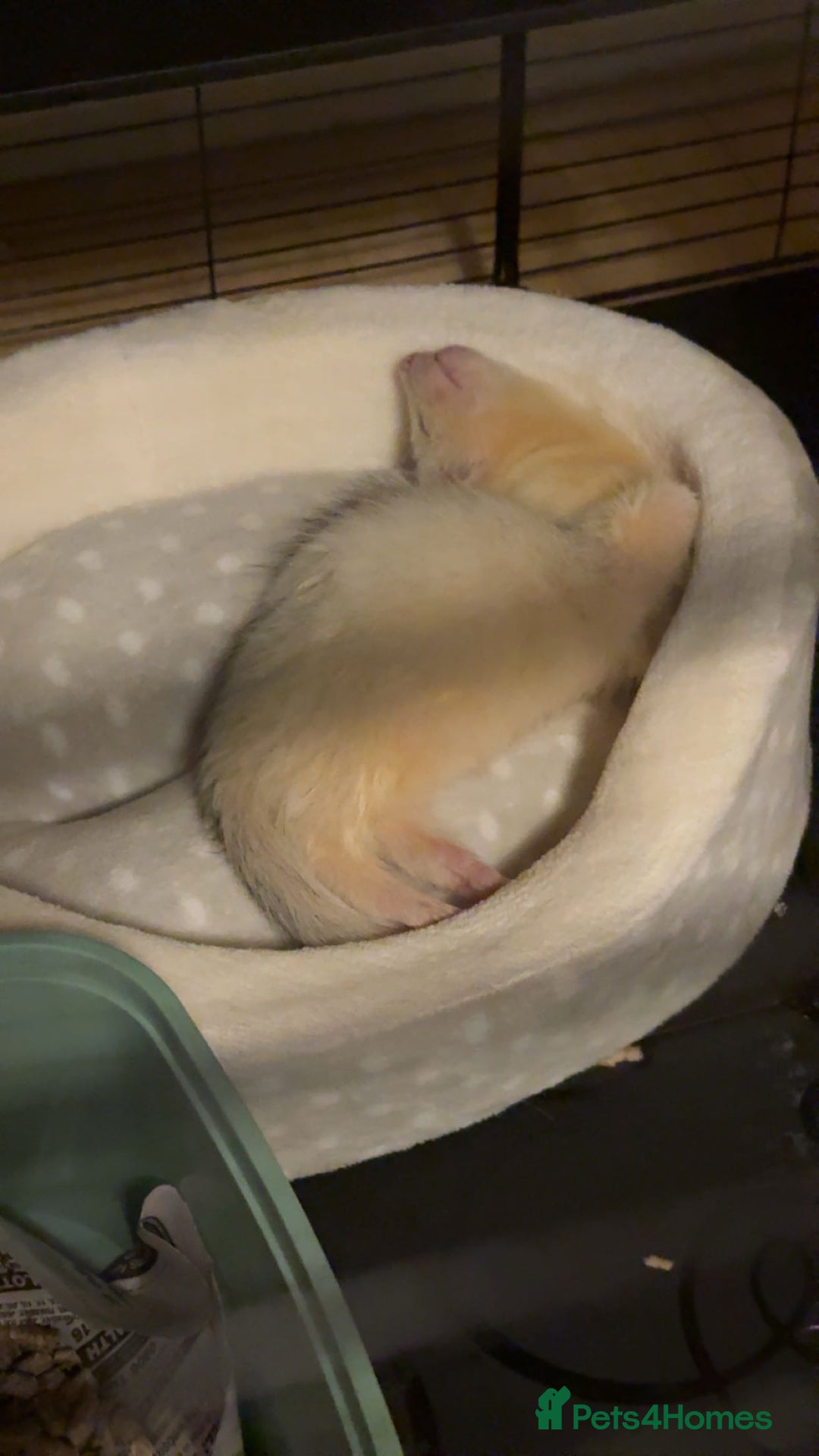 Ferret rodents for sale: Two ferret kits 15-17 weeks - Image 2