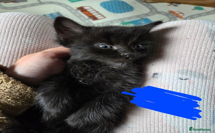 Domestic Shorthair cats - Advert 1